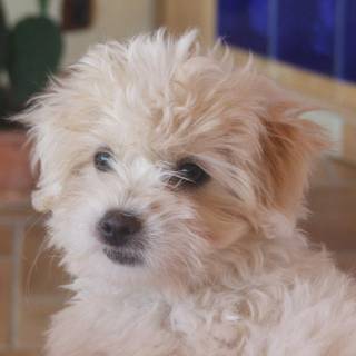 Coton De Tulear wallpaper