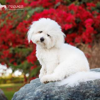 Coton De Tulear wallpaper