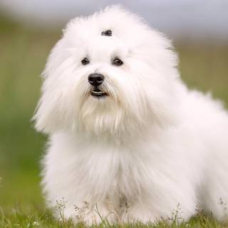 Coton De Tulear wallpaper