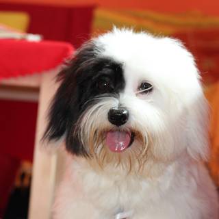 Coton De Tulear wallpaper