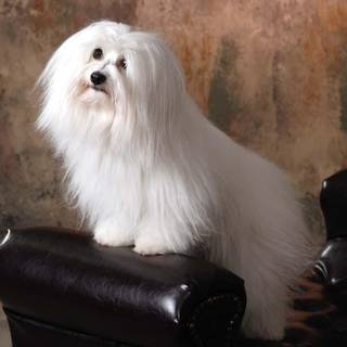 Coton De Tulear wallpaper