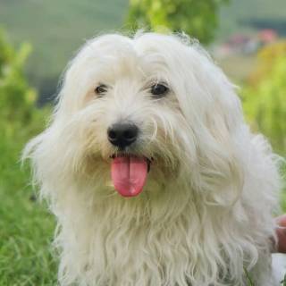 Coton De Tulear wallpaper