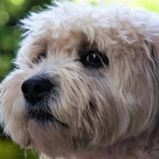 Coton De Tulear wallpaper