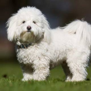 Coton De Tulear wallpaper