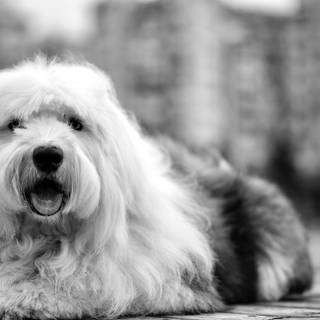 Coton De Tulear wallpaper