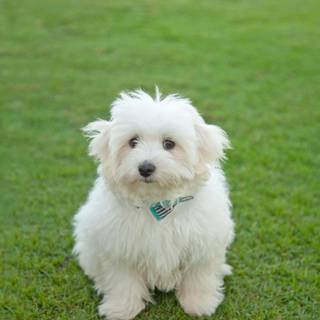 Coton De Tulear wallpaper