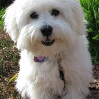 Coton De Tulear wallpaper