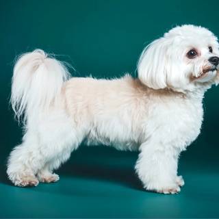 Coton De Tulear wallpaper