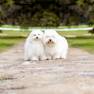 Coton De Tulear wallpaper