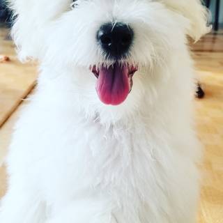 Coton De Tulear wallpaper