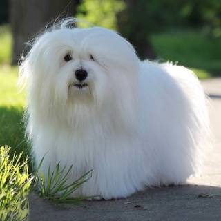 Coton De Tulear wallpaper