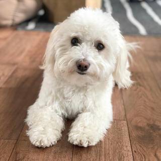 Coton De Tulear wallpaper