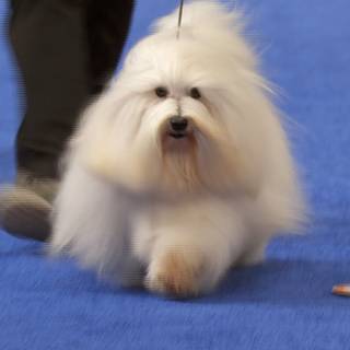 Coton De Tulear wallpaper