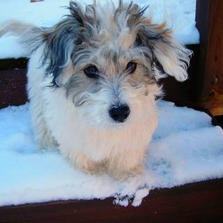 Coton De Tulear wallpaper