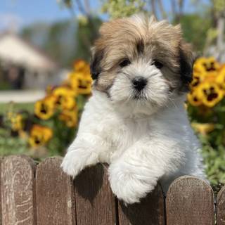 Coton De Tulear wallpaper