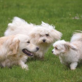 Coton De Tulear wallpaper