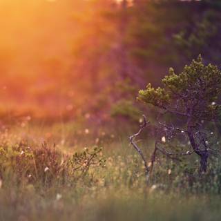 Morning time wallpaper