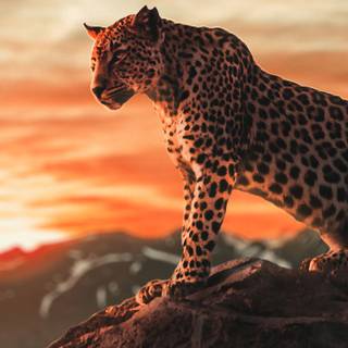 Morning time wallpaper