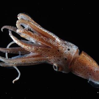 Squid animal wallpaper