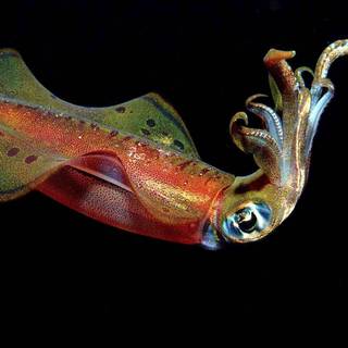 Squid animal wallpaper