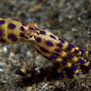 Squid animal wallpaper