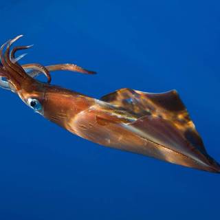 Squid animal wallpaper