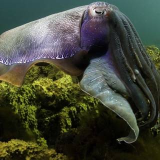 Squid animal wallpaper