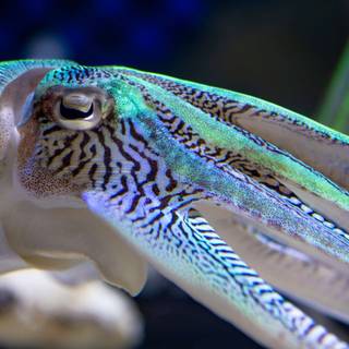 Squid animal wallpaper