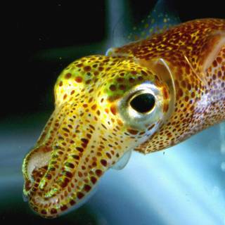 Squid animal wallpaper