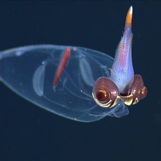 Squid animal wallpaper