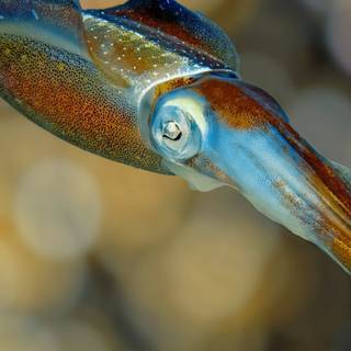 Squid animal wallpaper