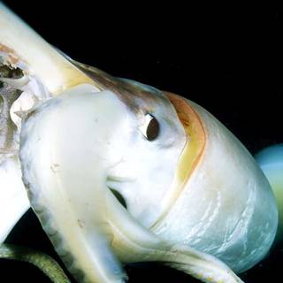 Squid animal wallpaper