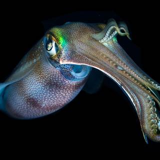 Squid animal wallpaper