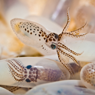 Squid animal wallpaper