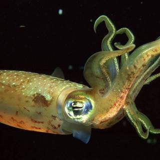 Squid animal wallpaper