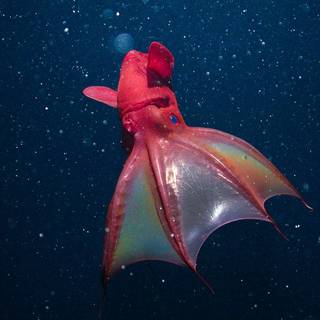 Squid animal wallpaper