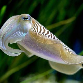 Squid animal wallpaper