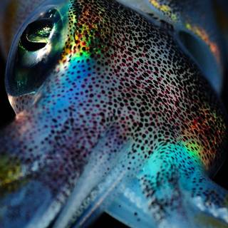 Squid animal wallpaper