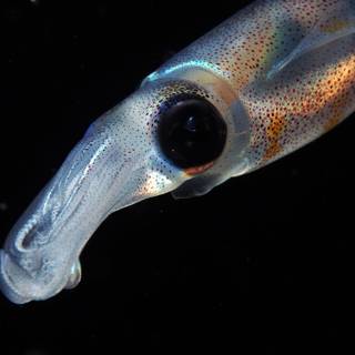 Squid animal wallpaper