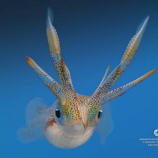 Squid animal wallpaper