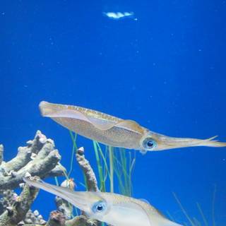 Squid animal wallpaper