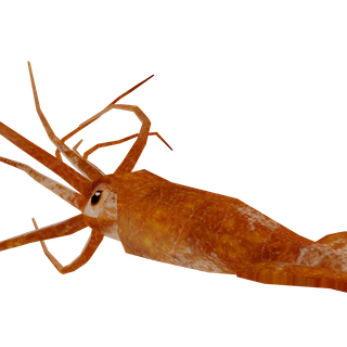 Squid animal wallpaper