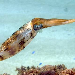 Squid animal wallpaper