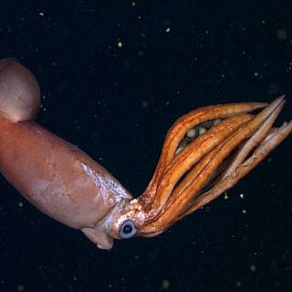 Squid animal wallpaper
