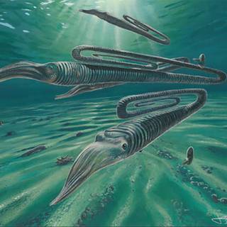 Squid animal wallpaper