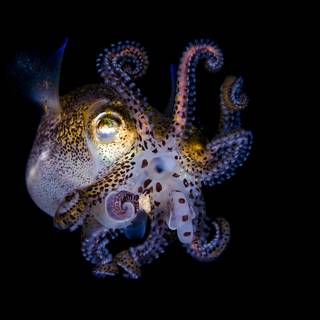 Squid animal wallpaper