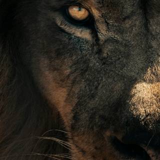 Lion head wallpaper