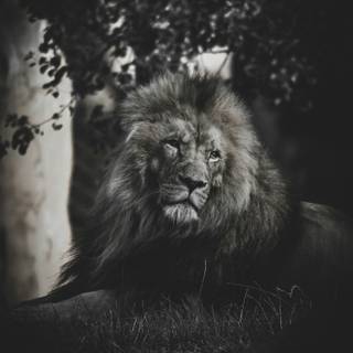 Lion iPhone black and white wallpaper