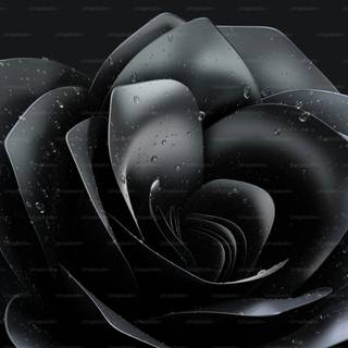 4k black rose wallpaper