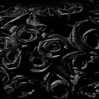 4k black rose wallpaper